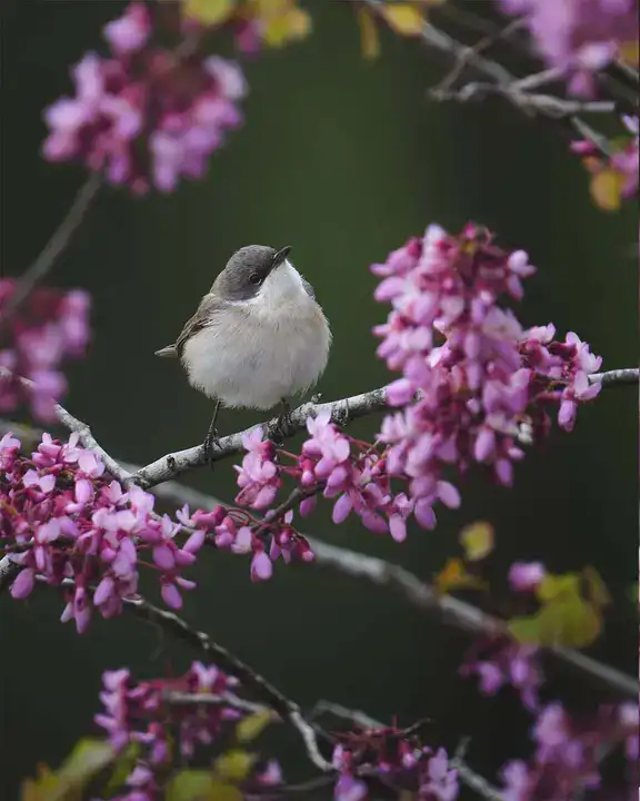 Göç Yolunda Antalya'nın Nadir Misafirleri 4